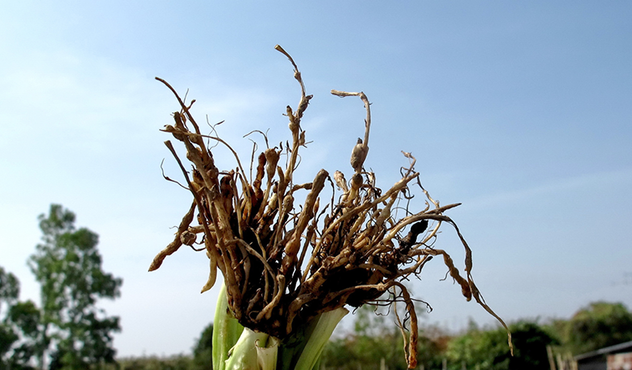 nematode-disease-root-knot-herb-plant