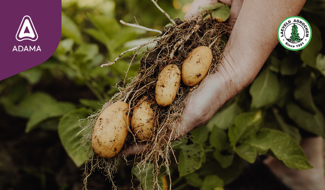 potato-harvest