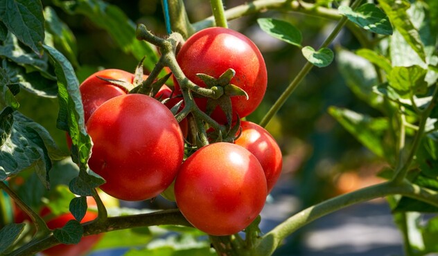 cluster-ripe-red-tomatoes-on-plant