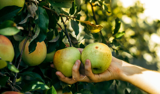 hand-picking-apples-from-tree