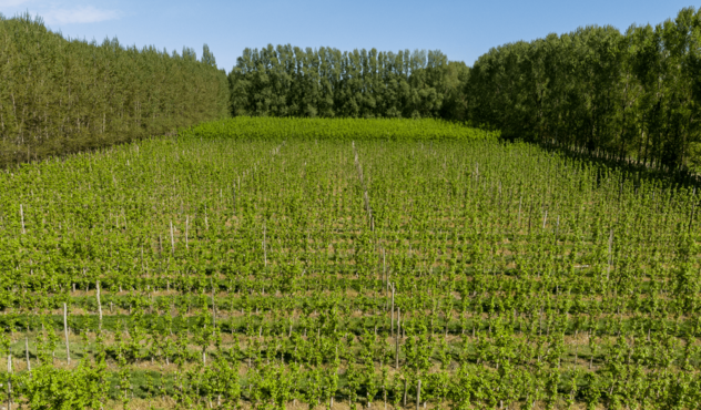 A vast apple orchard with rows of young trees planted closely, promoting organized growth and fruit production