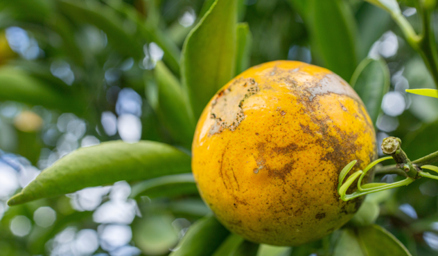 Thrips damage to Citrus Fruit