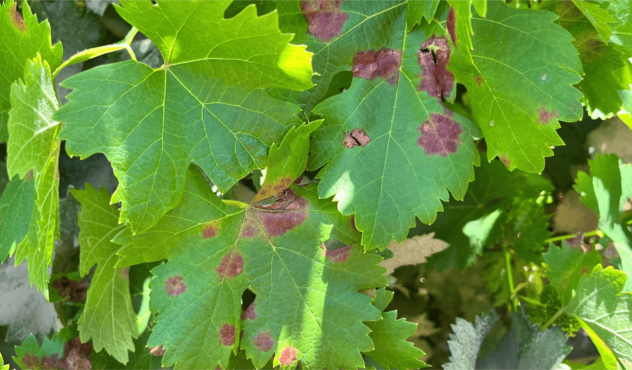 Downy mildew on grape leaves