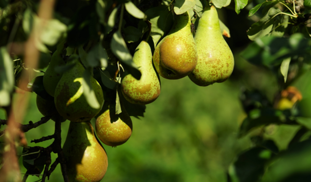 Pear Farming in South Africa