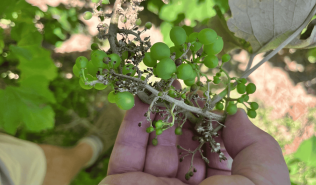 downy-mildew-fungal-disease-table-grapes