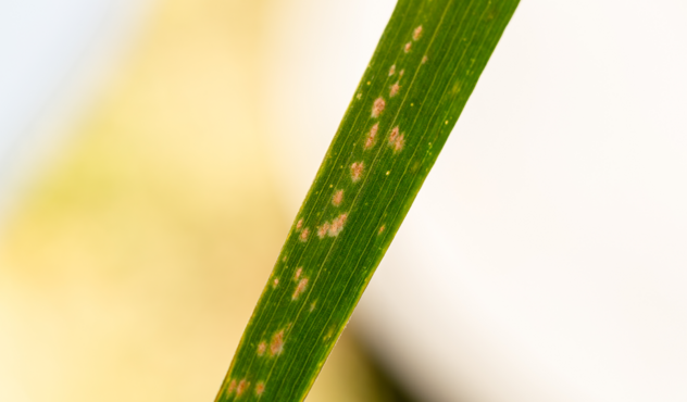 Phaeosphaeria Leaf Spot