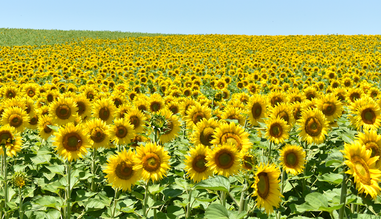 Field of sunflowers