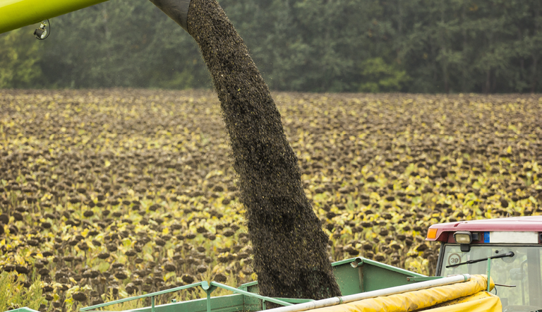 Harvesting sunflower seeds