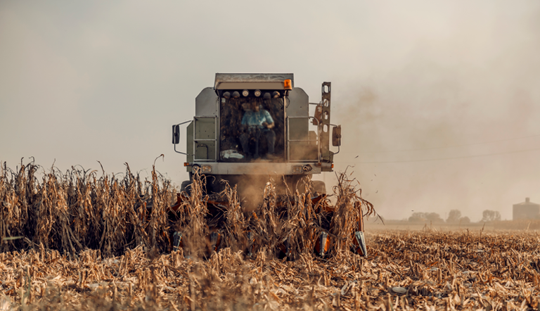 Harvesting Maize