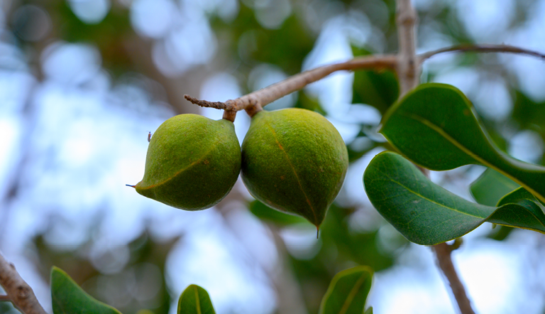 Macadamia nuts on branch