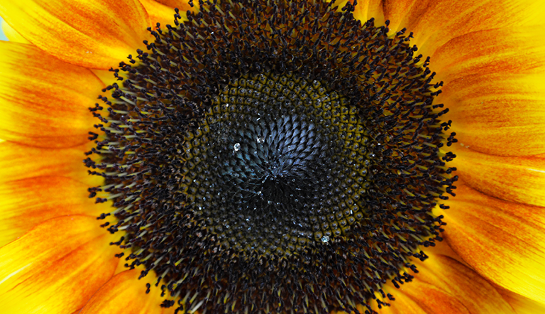 Close up of Sunflower