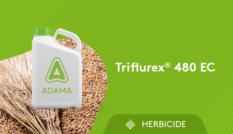 Triflurex 480 EC Herbicide 