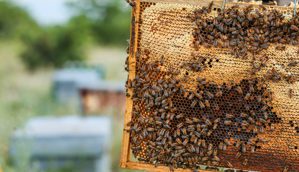 bees