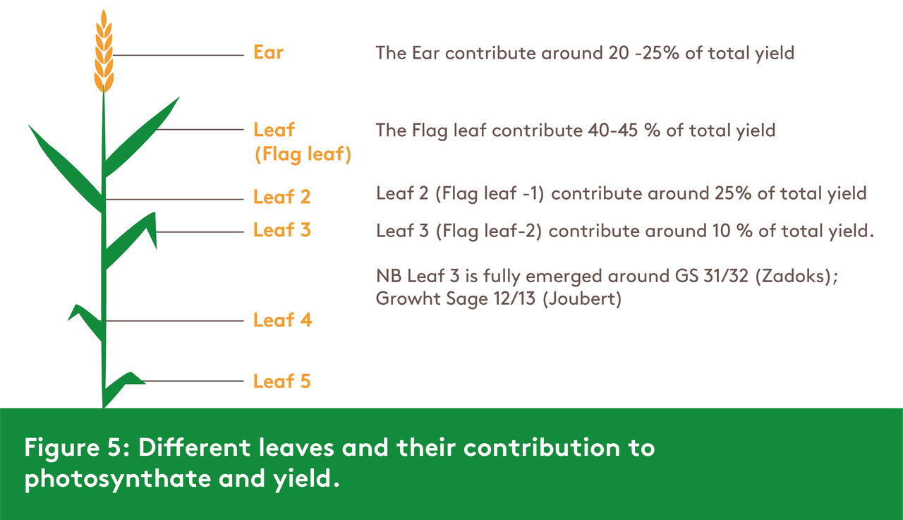 different-leaves-and-their-contributions-to-photosynthate-and-yield
