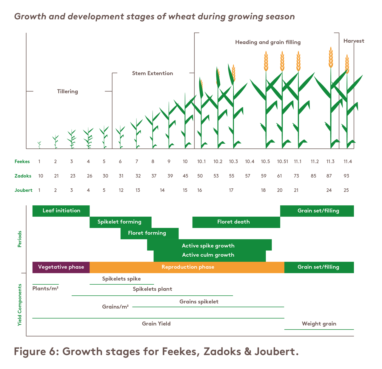 growing-and-development-stages-of-wheat-during-growing-season