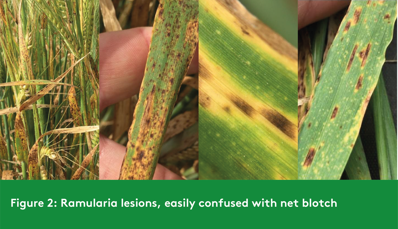 ramularia-lesions-easily-confused-with-net-blotch