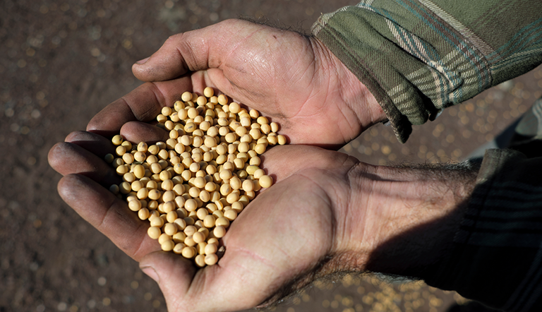 handful-of-soybeans