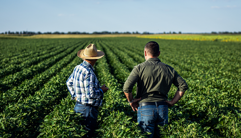 soybeans-farm