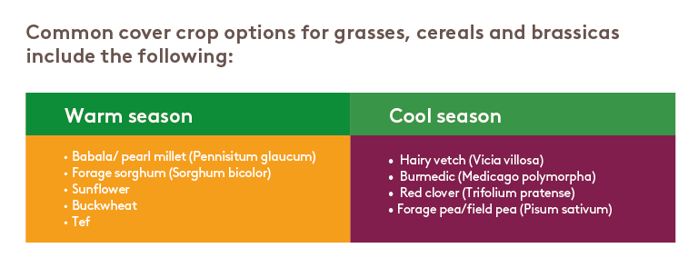 common-cover-crop-for-grasses-cereals-and-brassicas