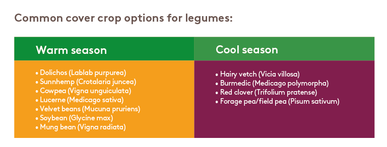 common-cover-crop-options-legumes