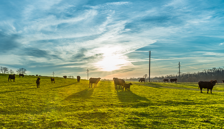 cows-in-field