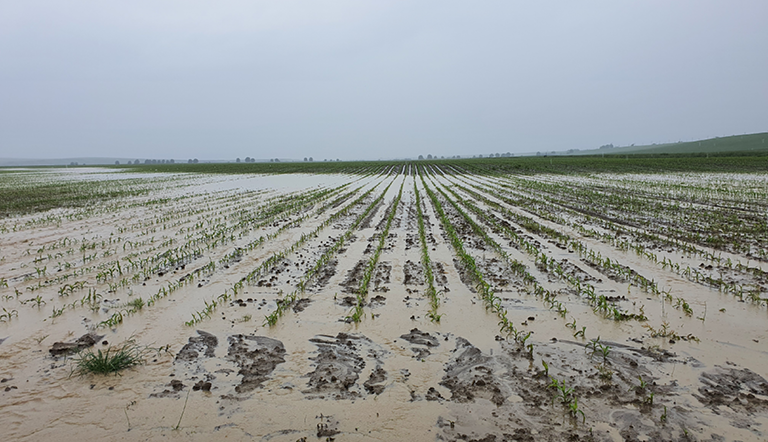 flooded-crop-field