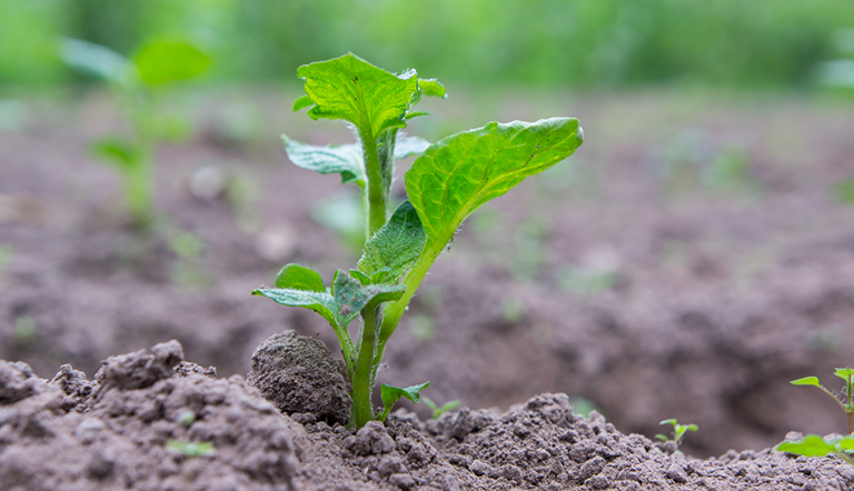sprouting-crops
