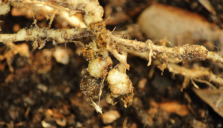 nematode-plant-problems