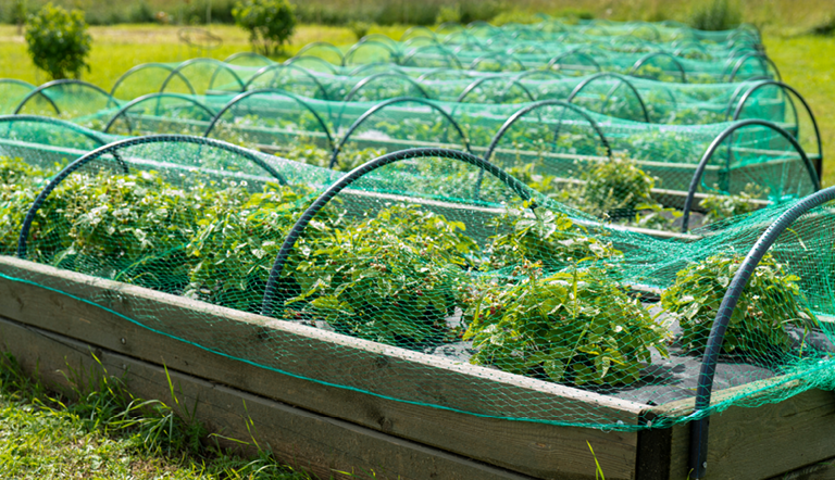 berry-strawberries-garden-under-net