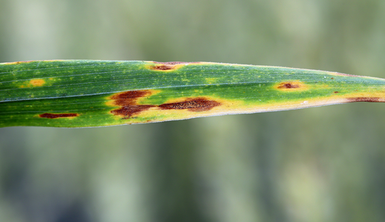 stagonospora-nodorum
