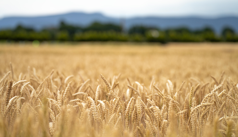wheat-field