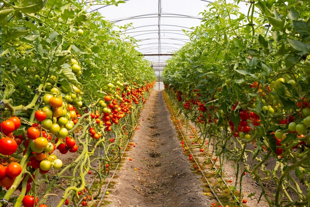 greenhouse-tomato-farm-rows