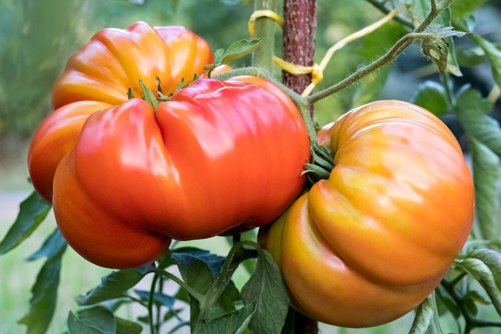 healthy-heirloom-tomatoes-on-vine
