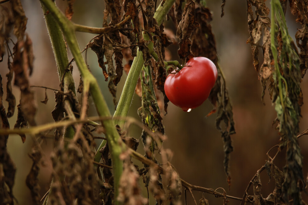 single-red-tomato-on-dying-plant
