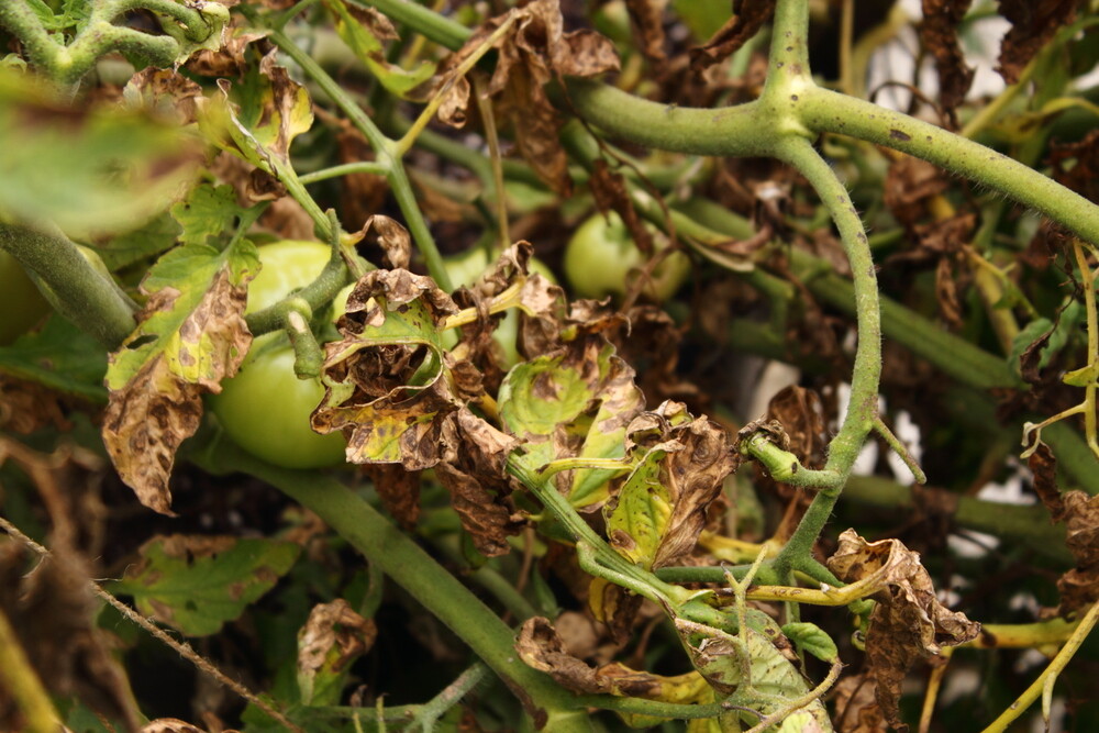tomato-plants-affected-by-disease-south-africa