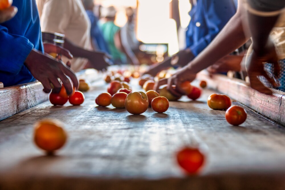 tomato-sorting-process