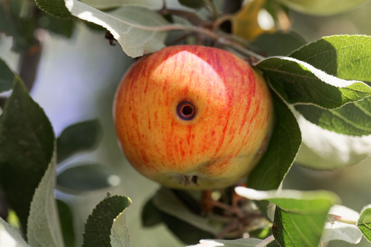 apple-with-spot-on-tree-branch