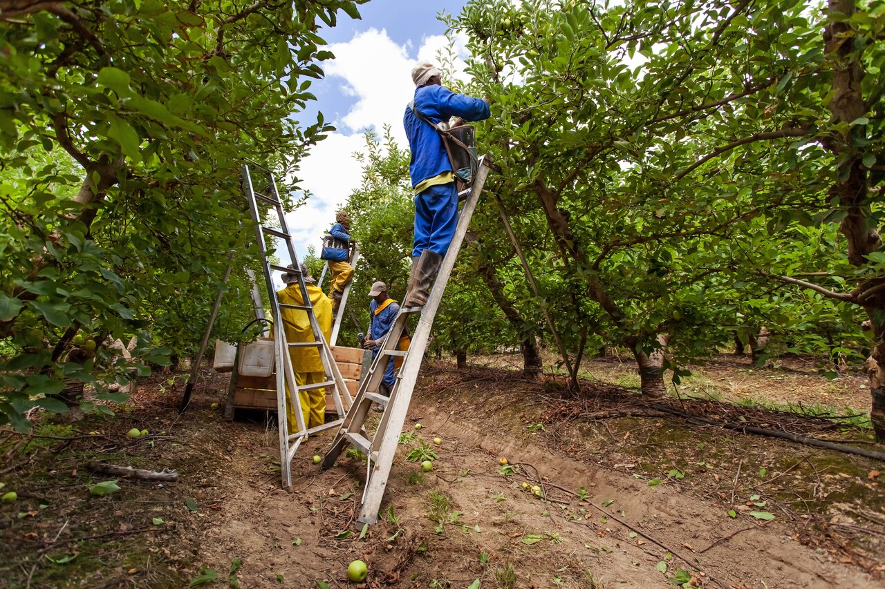 farm-workers-picking-apples