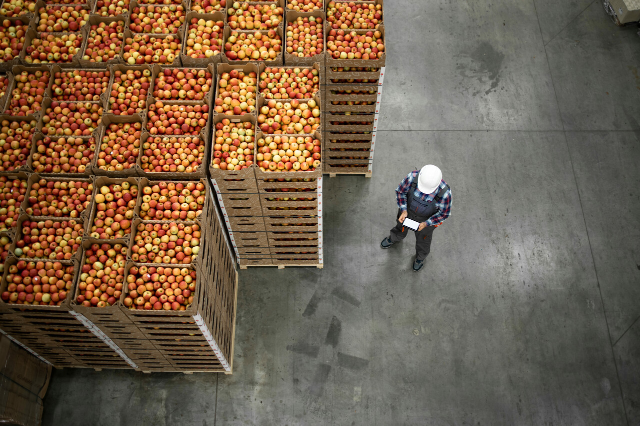 apple-farming-harvest-south-africa
