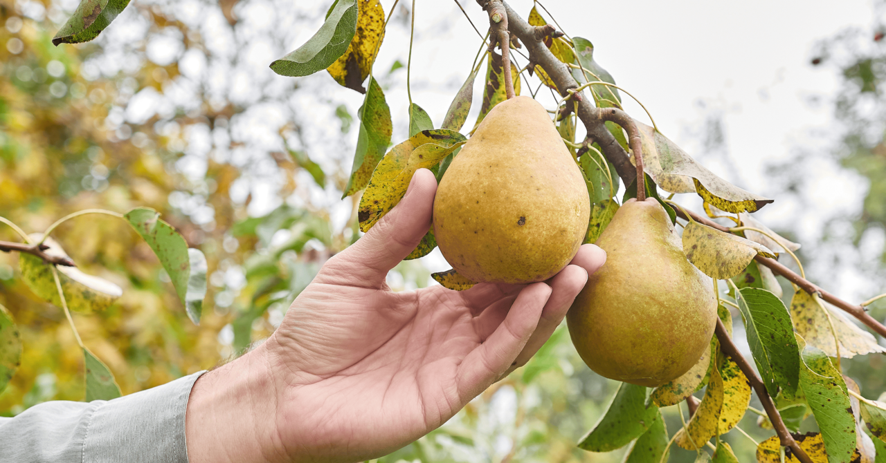 A person's hand inspecting ripe pears on a tree to assess quality and identify readiness for harvest