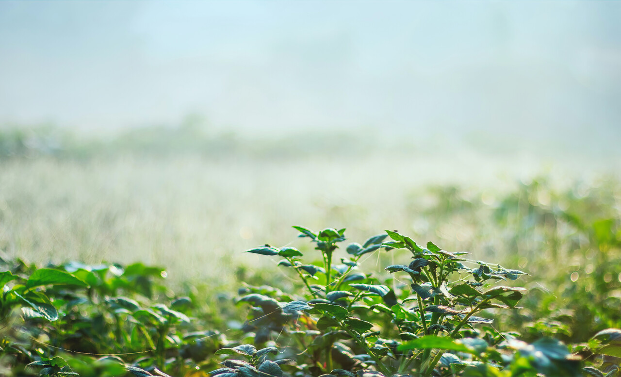 misty-field-crop-water