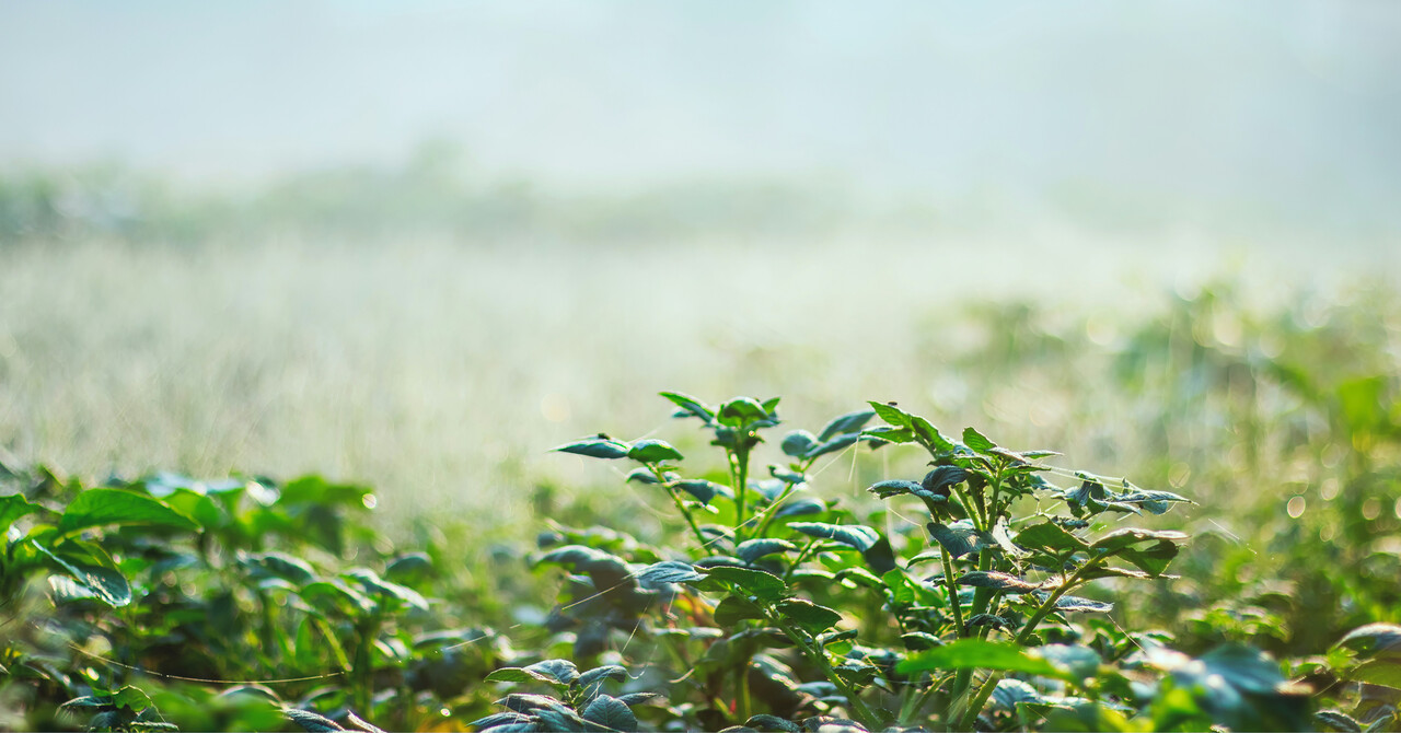 Close-up of green plants in a field under irrigation with soft mist in the background