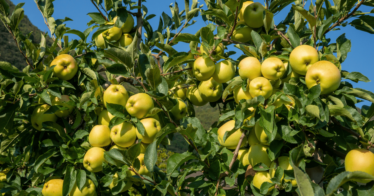 Branches of an apple tree heavily laden with ripe green apples, indicating a successful thinning process