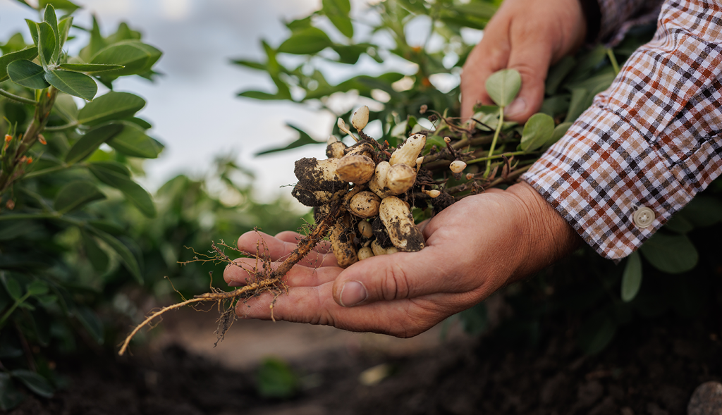 groundnut plant