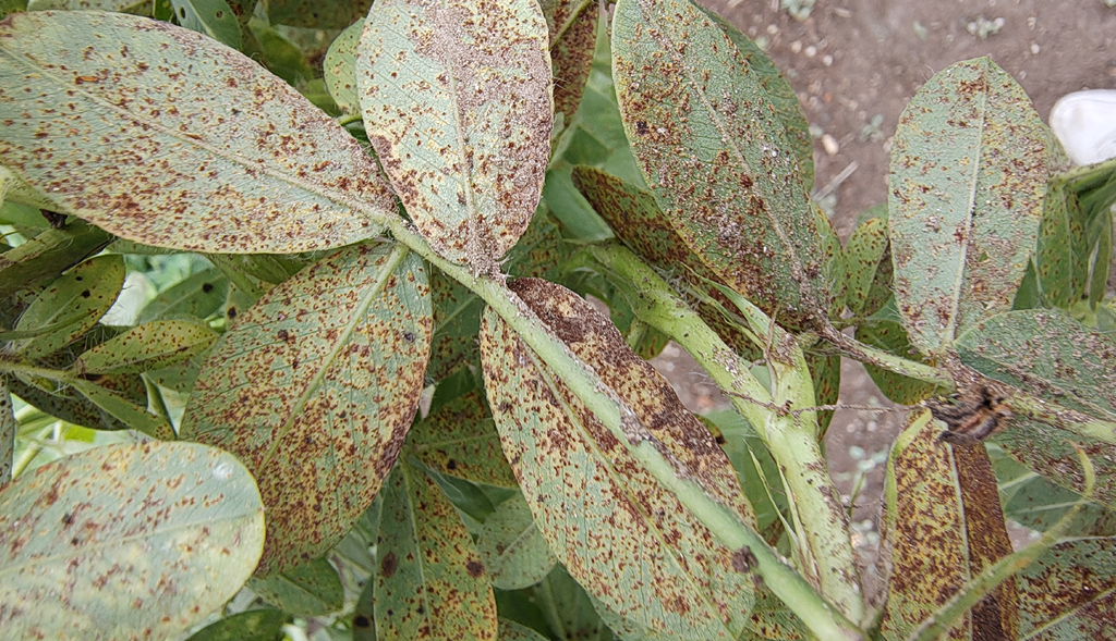 Groundnut rust disease on leaves