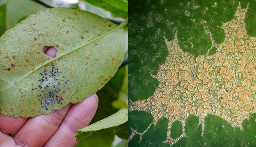 Thrips damage to leaves