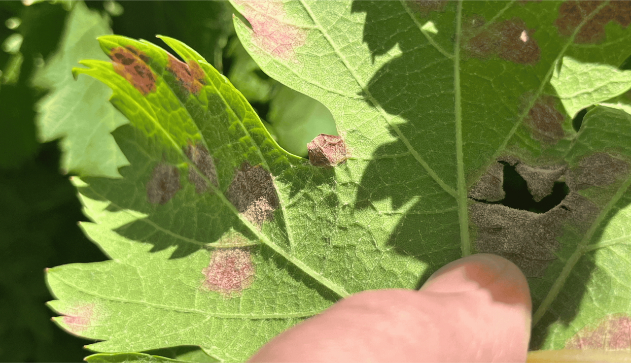 Downy Mildew in Table Grapes