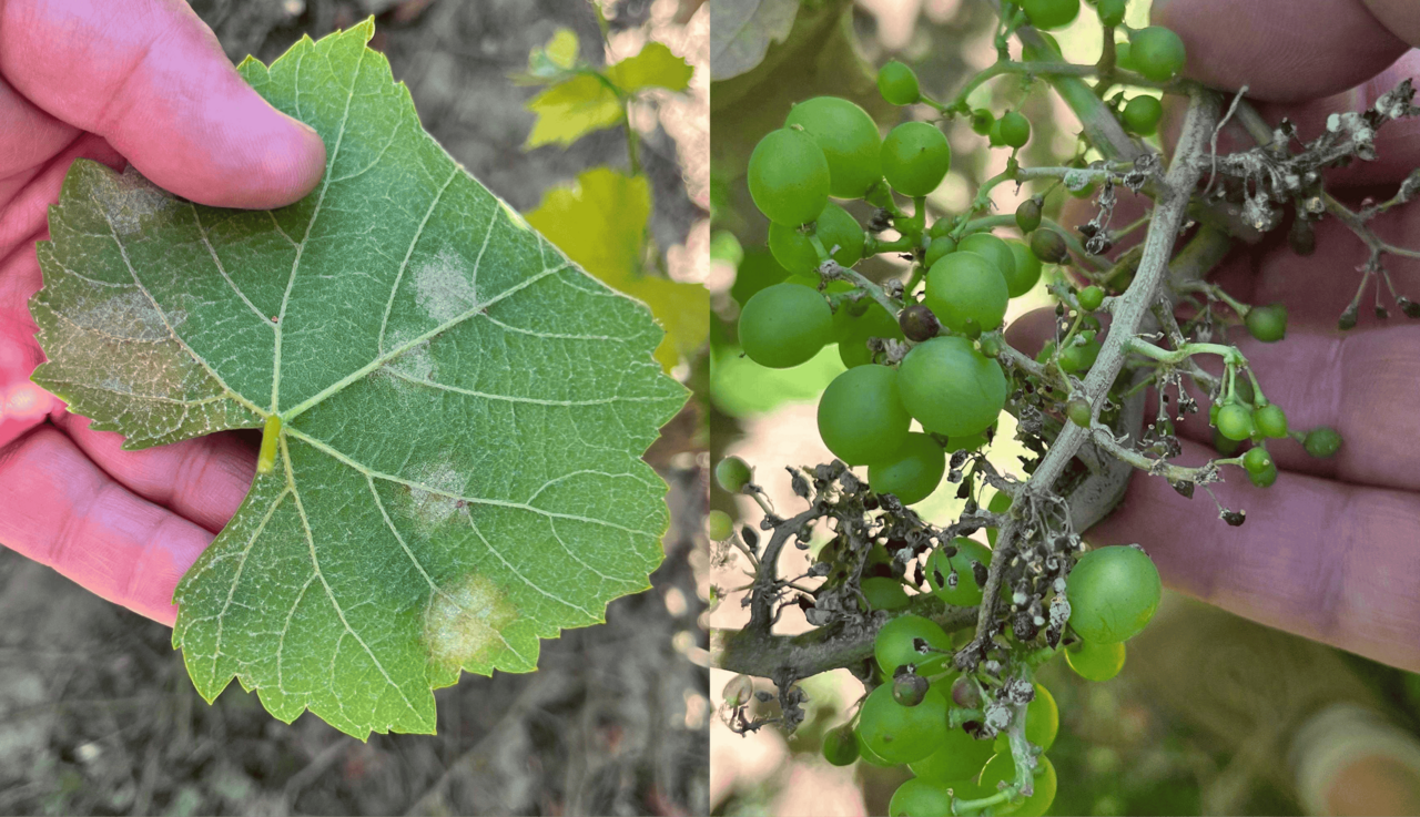 Fungal Diseases in Table Grapes