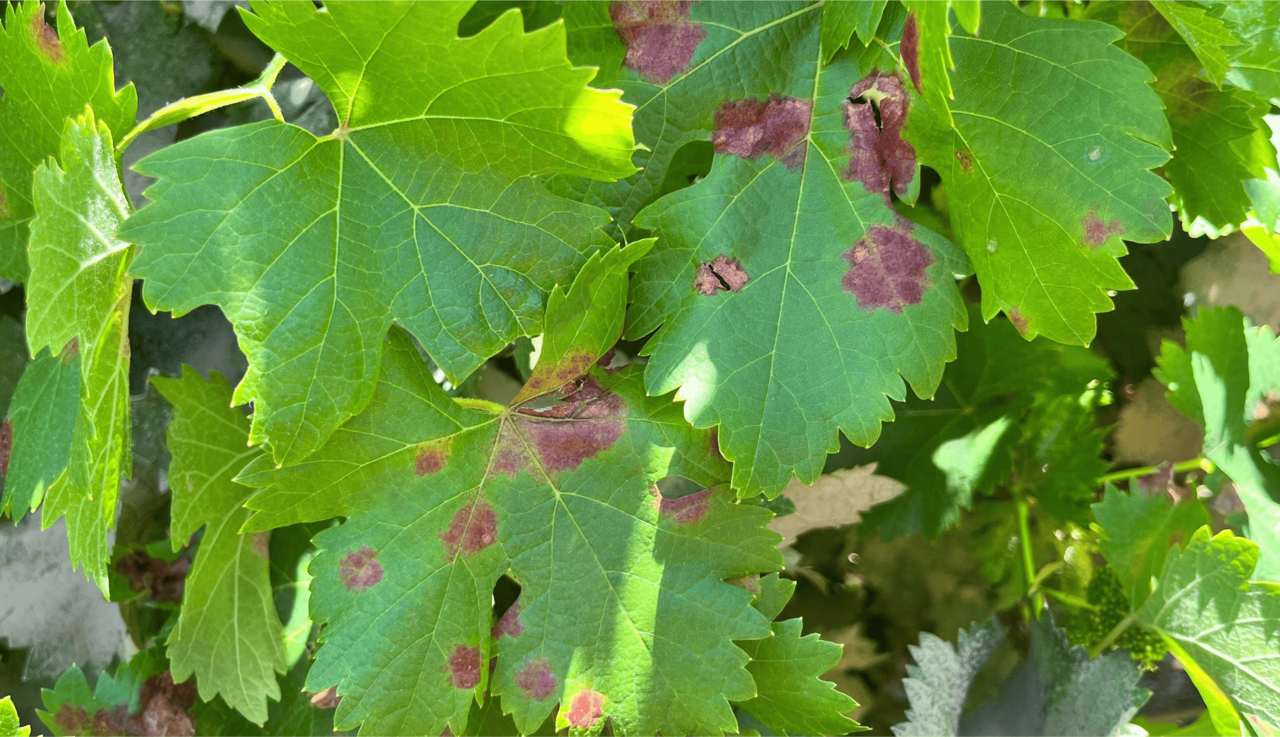 Downy mildew on grape leaves