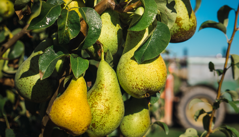 pear harvesting fruit trees
